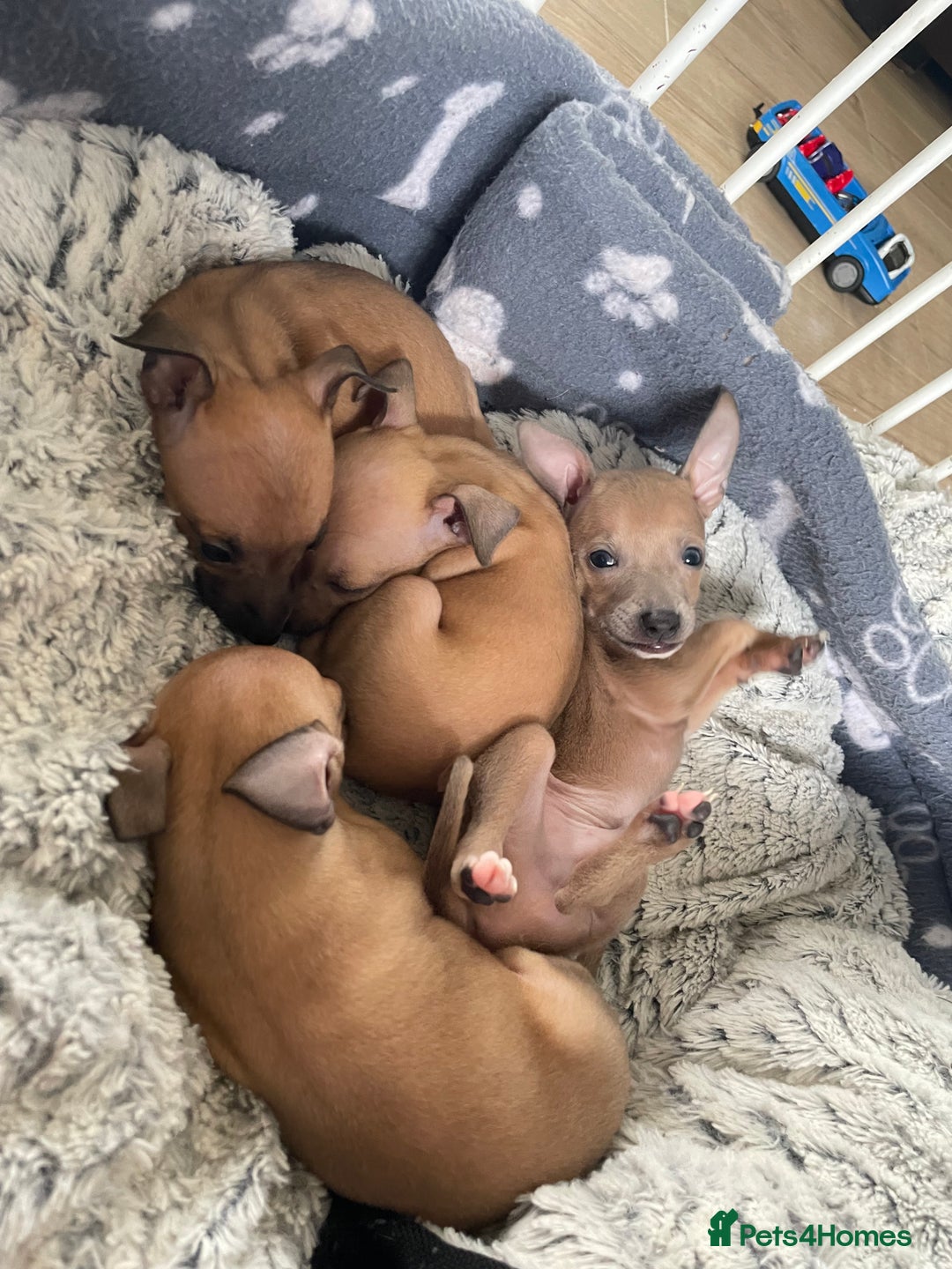 Italian Greyhound dogs for sale: Ready from next week Little Italian Greyhound pups - Image 2