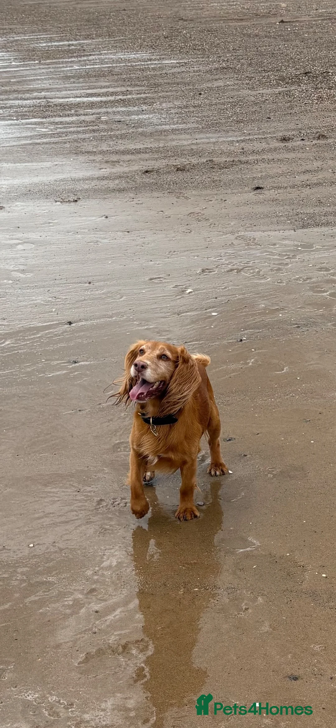 Cocker Spaniel dogs for stud: Health tested for stud  - Advert 2