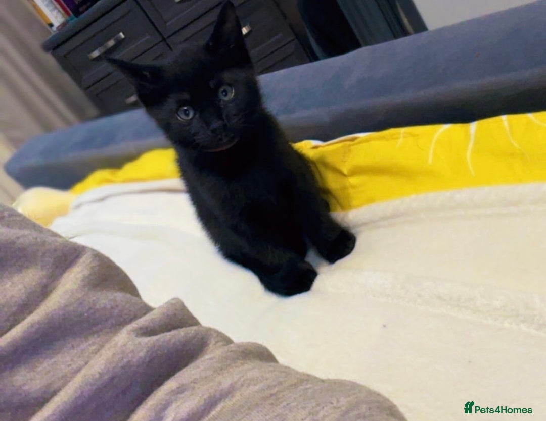 Korat cats for sale: Beautiful black kittens  - Image 1