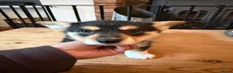 Welsh Corgi Cardigan dogs for sale: 🐶 3 pups left 🐶 Cardigan Corgi puppies 🐾 - Advert 32