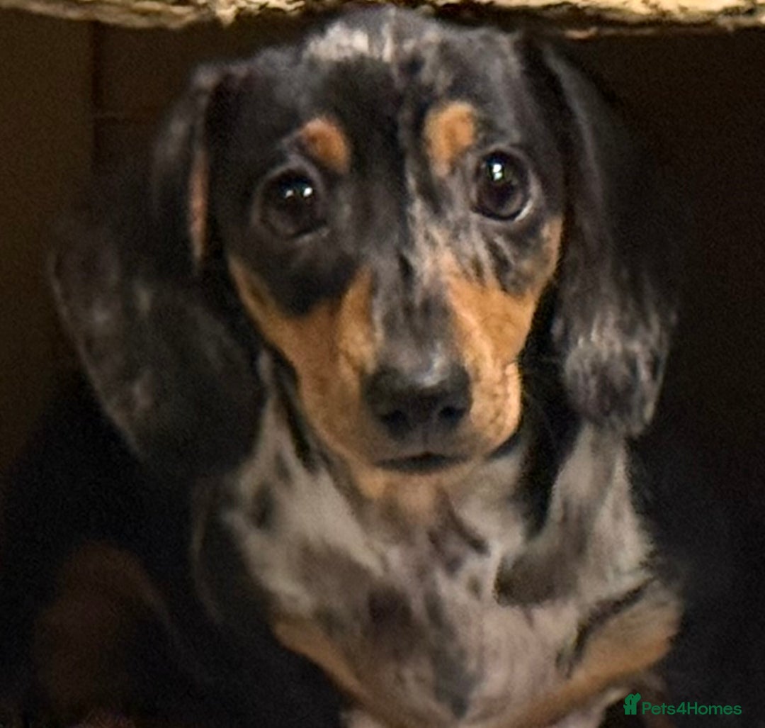 Miniature Dachshund dogs for sale: Ruby and Marley pups - Advert 39