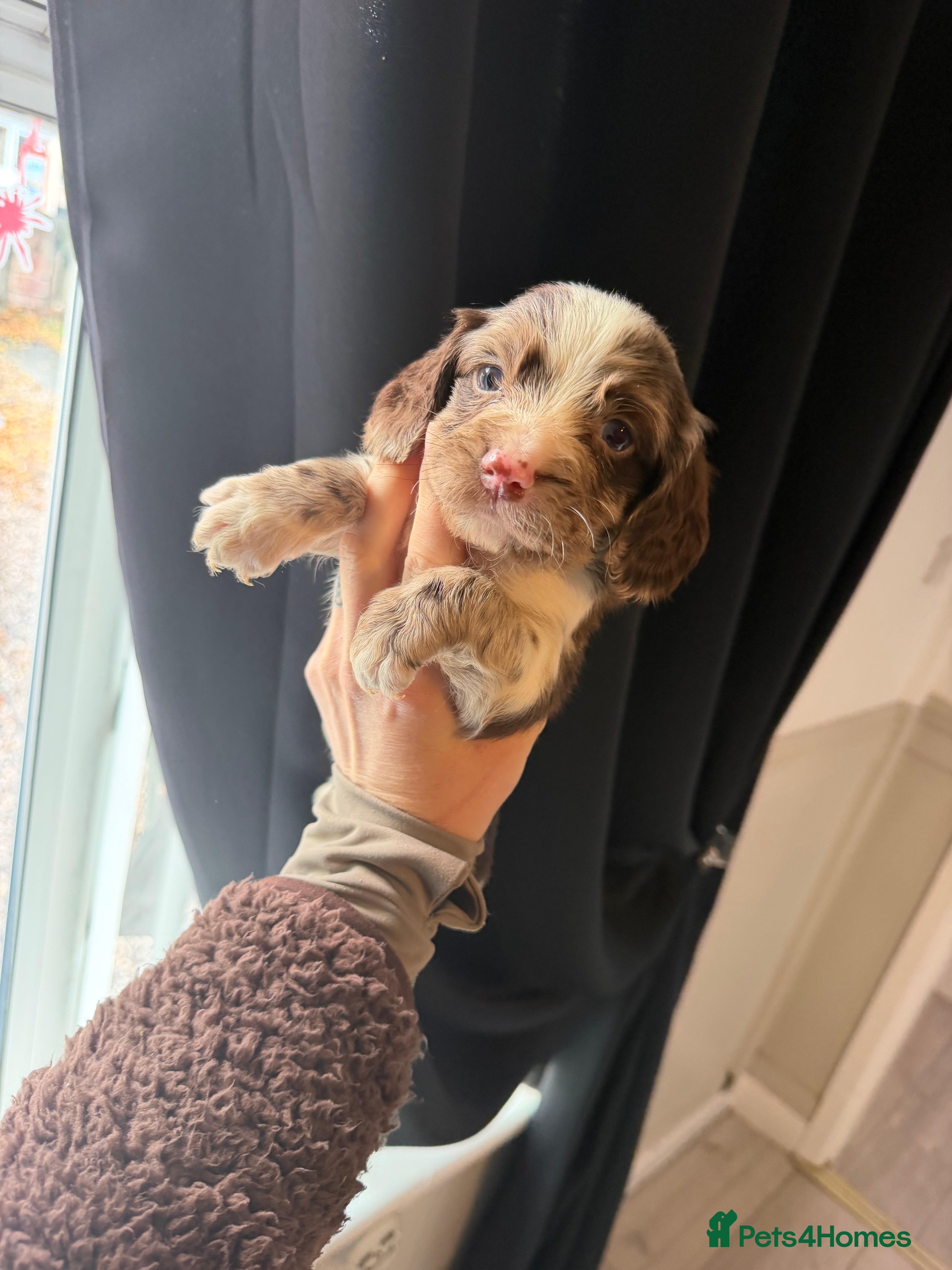 Cocker Spaniel dogs Beautiful litter of working cockerspaniel babies🐾 - Advert 2