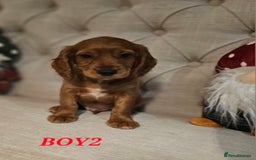 Cocker Spaniel dogs for sale: KC REGISTERED WORKING COCKERS - Image 14