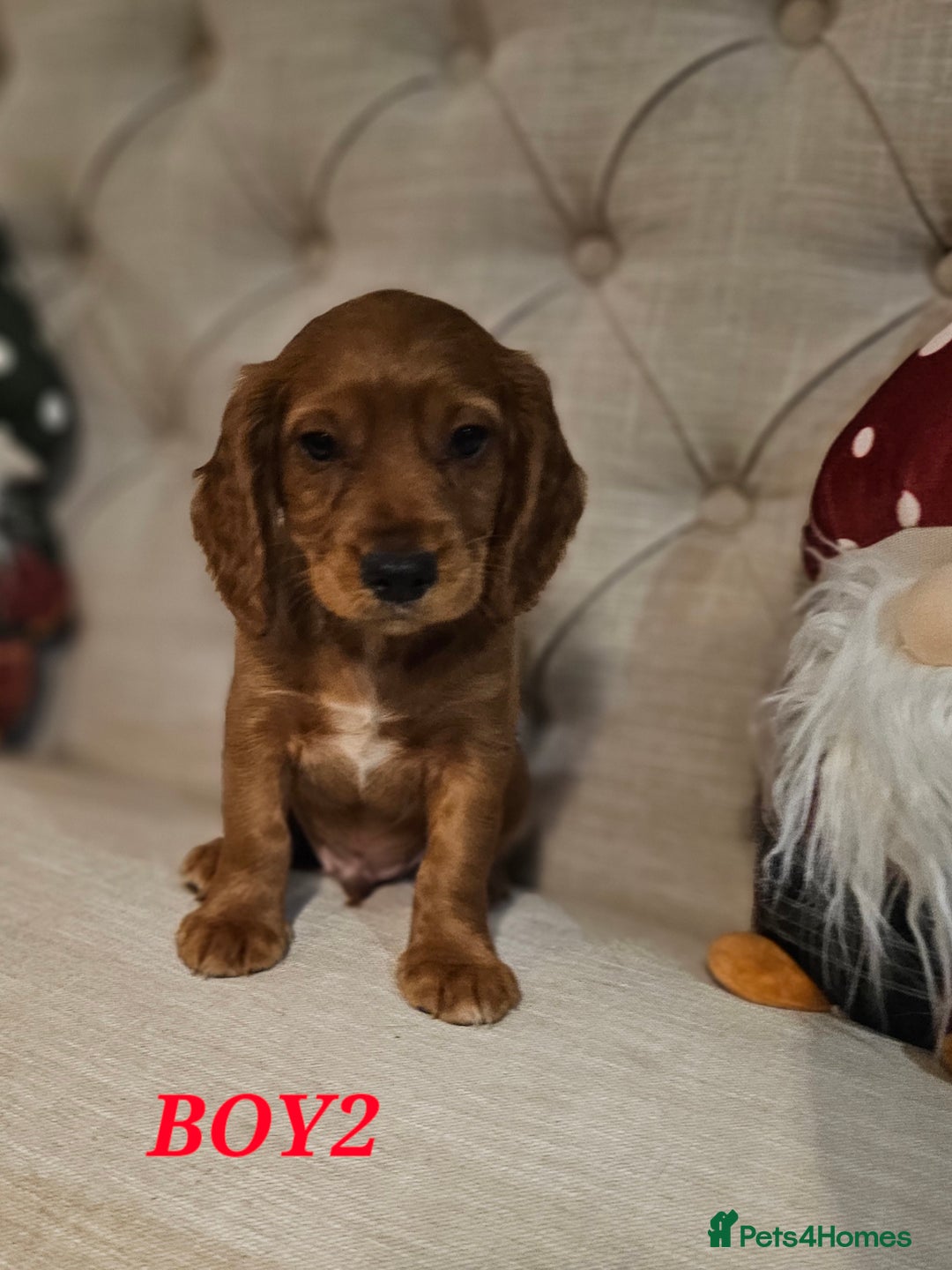 Cocker Spaniel dogs for sale: KC REGISTERED WORKING COCKERS - Image 14