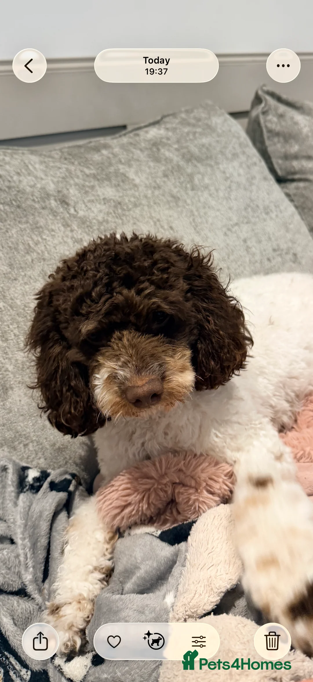 Mixed Breed dogs for sale: Loodlepoo Puppies  - Advert 2