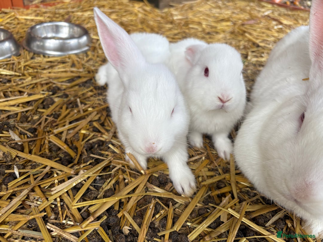 English Lop rabbits for sale: Lop eared bunnies - Image 3