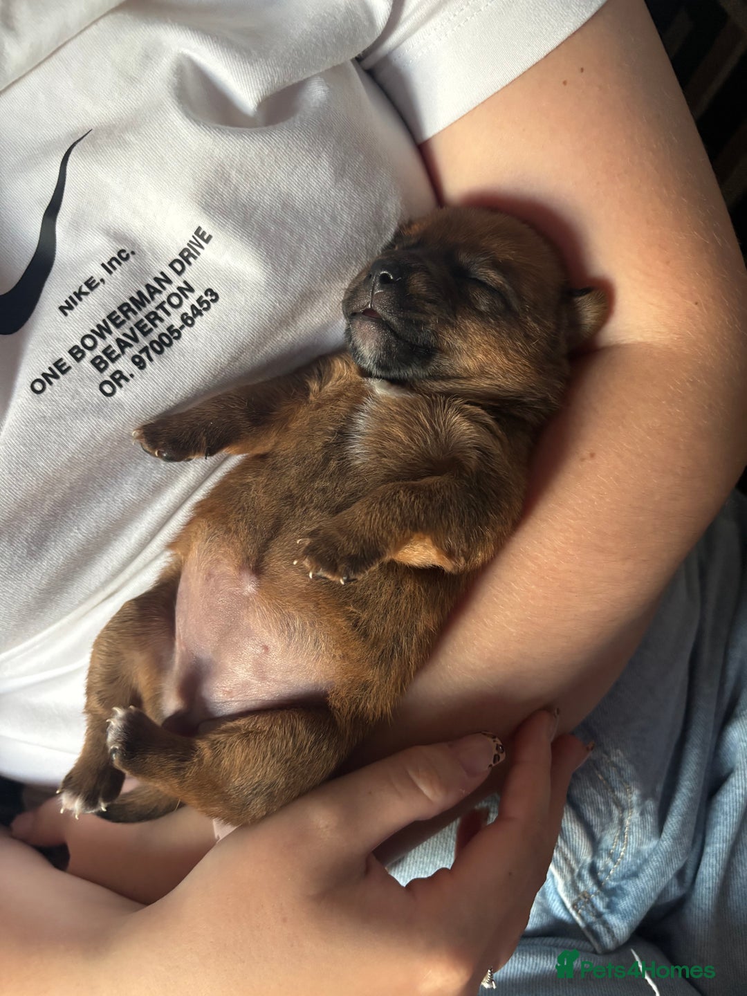 Patterjack dogs for sale: Patterjack Puppies - Image 3