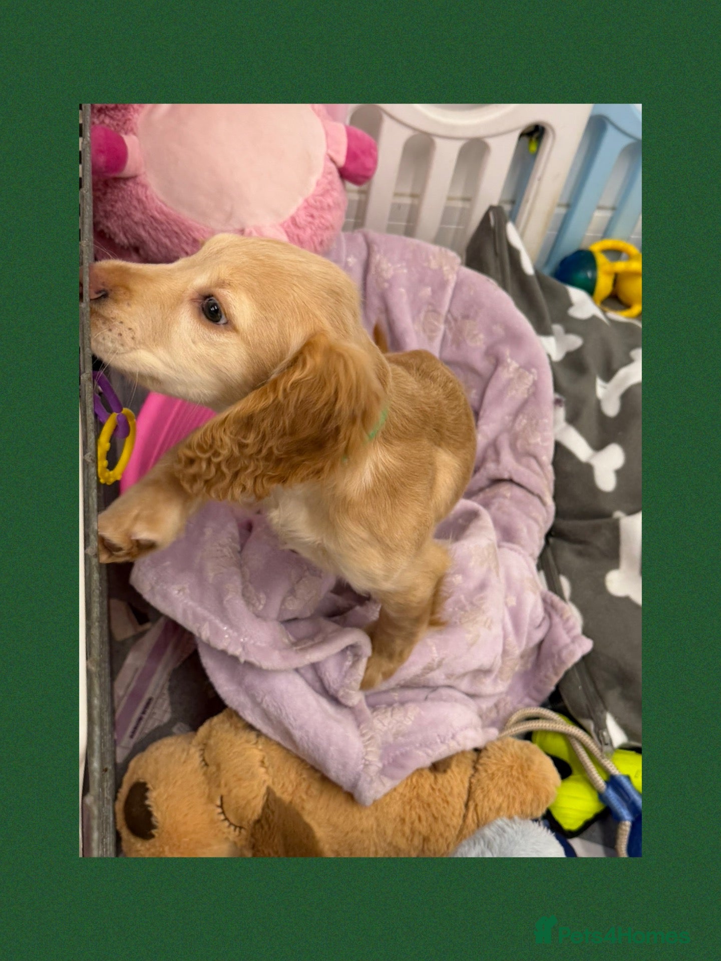 Cocker Spaniel dogs KC Registered Cocker Spaniel Puppies - Advert 1