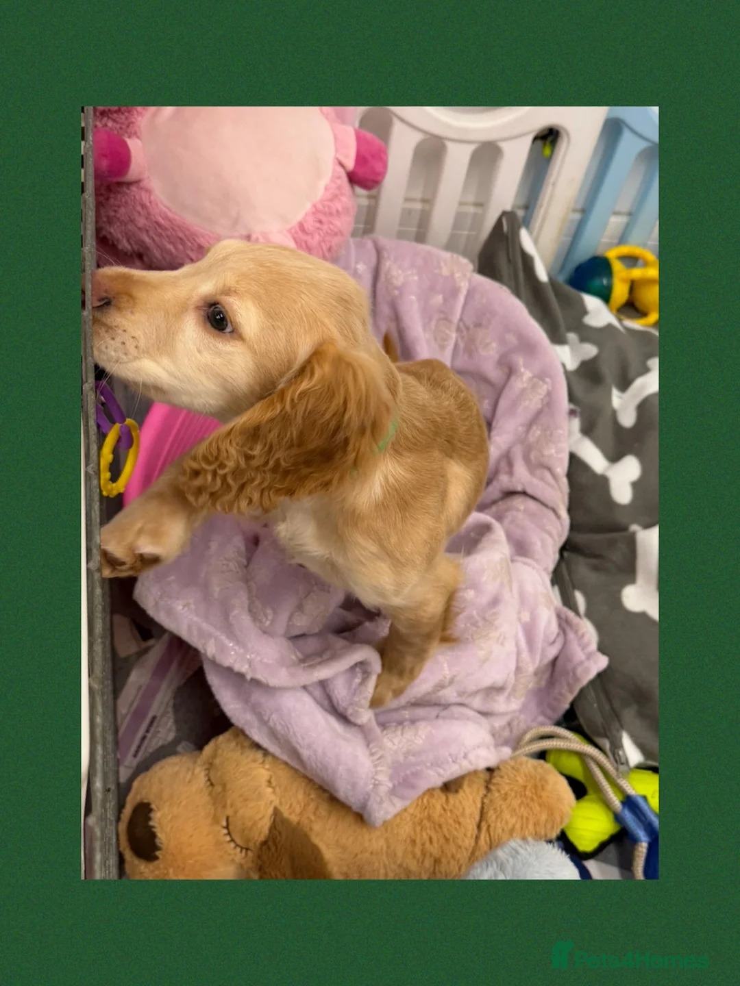 Cocker Spaniel dogs for sale: KC Registered Cocker Spaniel Puppies - Advert 1