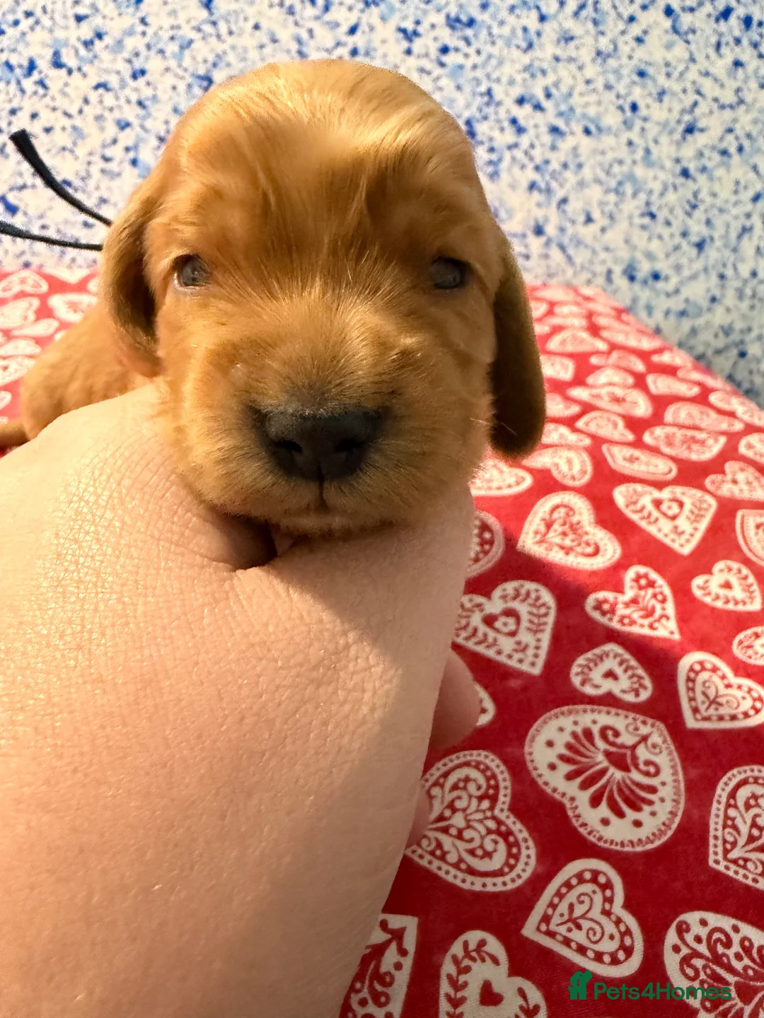 Cocker Spaniel dogs for sale: KC show type cocker spaniel (licensed breeder✨)  - Advert 2