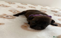 Staffordshire Bull Terrier dogs for sale: Beautiful puppies staffordshire bull terier 🥰 - Image 27