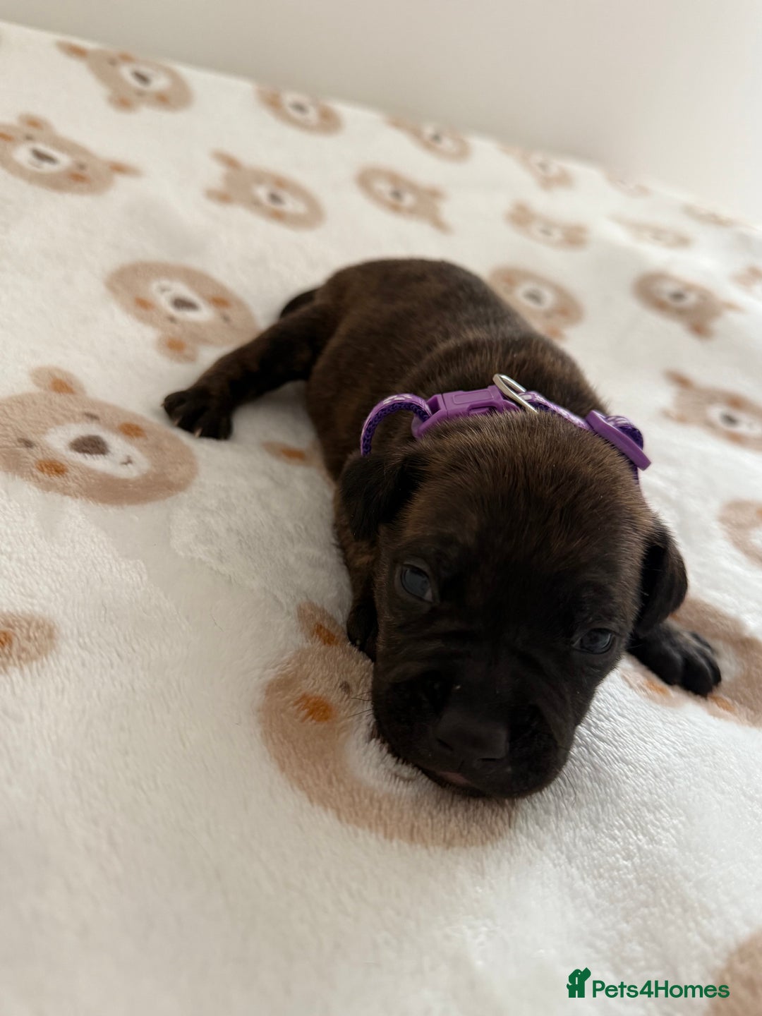 Staffordshire Bull Terrier dogs for sale: Beautiful puppies staffordshire bull terier 🥰 - Image 27