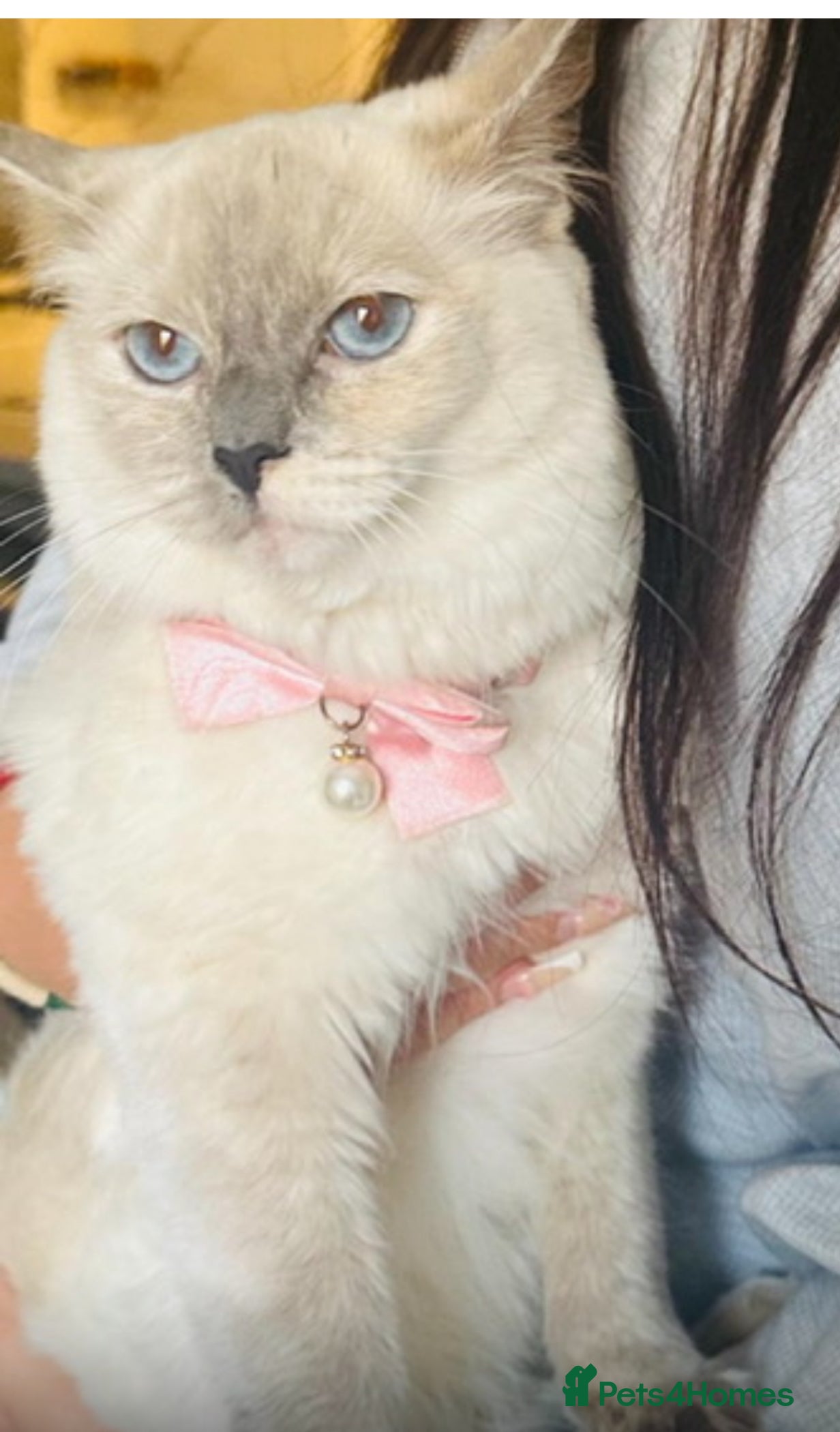 Ragdoll cats Beautifull flame 🔥 point ragdoll  - Advert 1