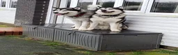 Alaskan Malamute dogs for stud: Two kc registered Male Alaskan malamutes for stud - Advert 4