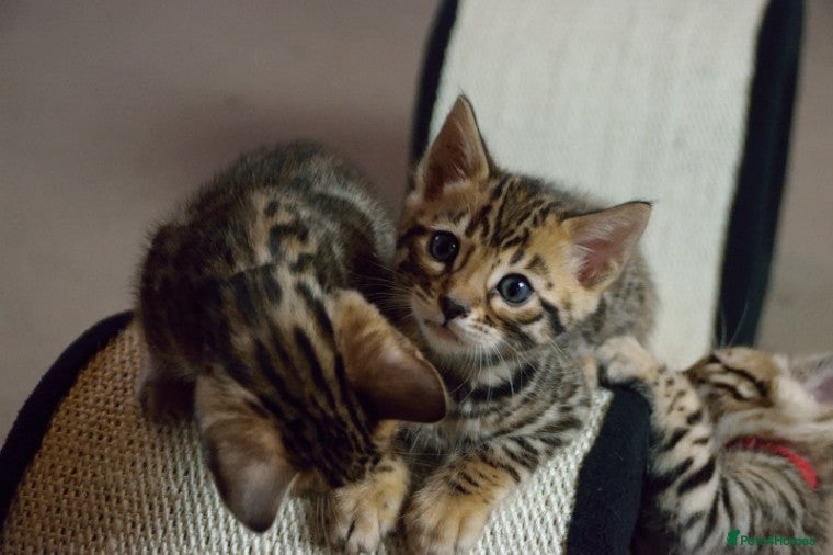 Bengal cats healthy playful bengal kittens. - Advert 3