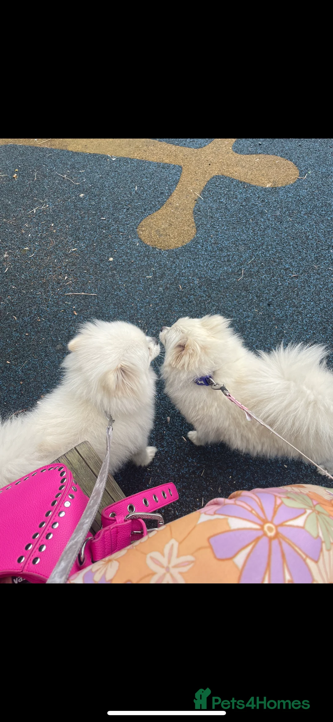 Pomeranian dogs for sale: Beautiful 2 and half year old white fluffly pom  - Advert 5