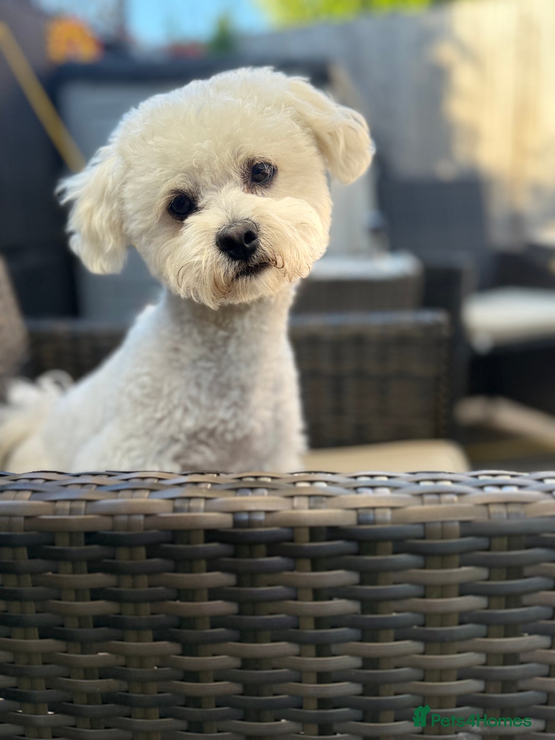 Mixed Breed dogs for sale: Mixed puppies  - Advert 7