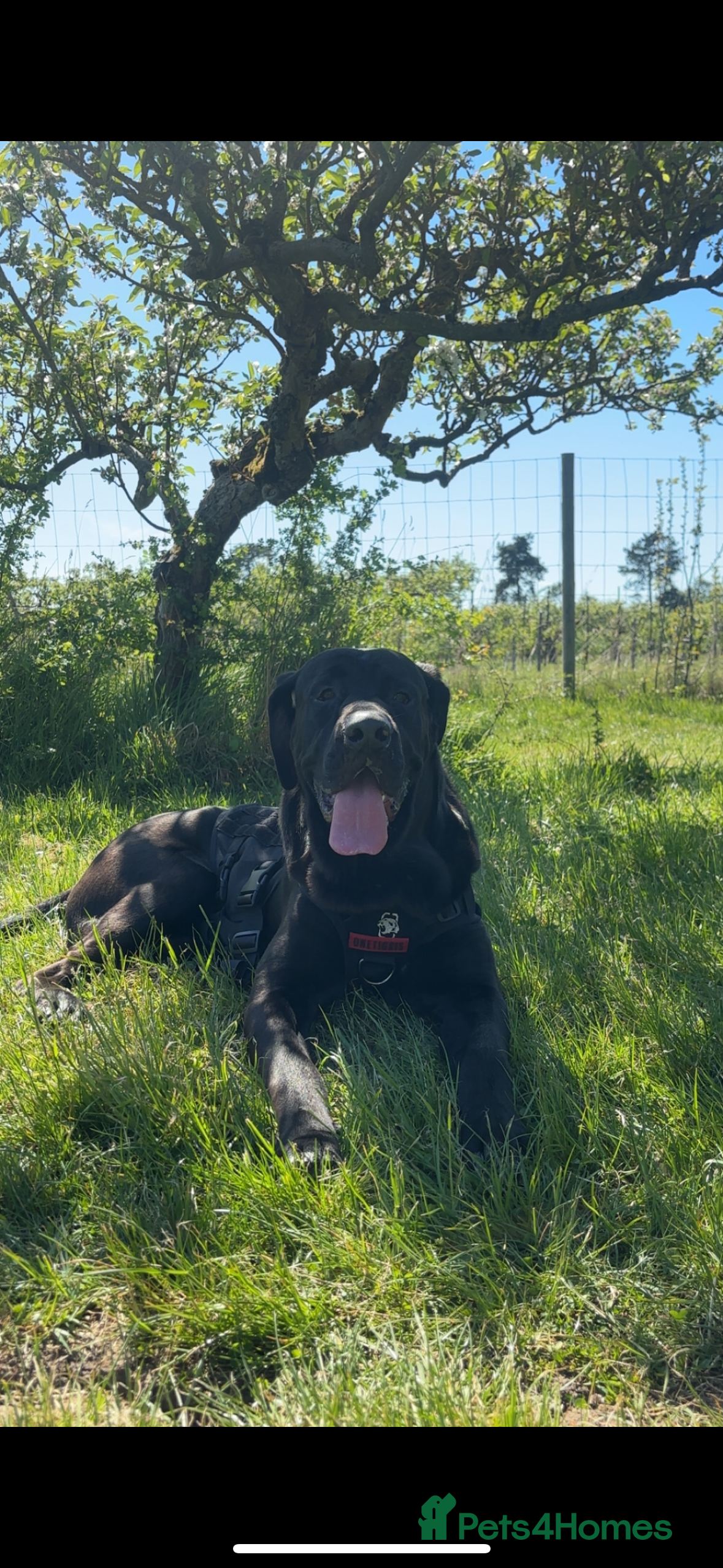 Mixed Breed dogs German shepherd x cane corso  - Advert 11