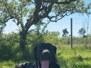 Mixed Breed dogs German shepherd x cane corso - Advert 1