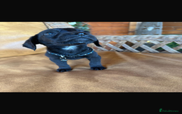 Mixed Breed dogs for sale: 7 playful beagledoor pups - Image 2