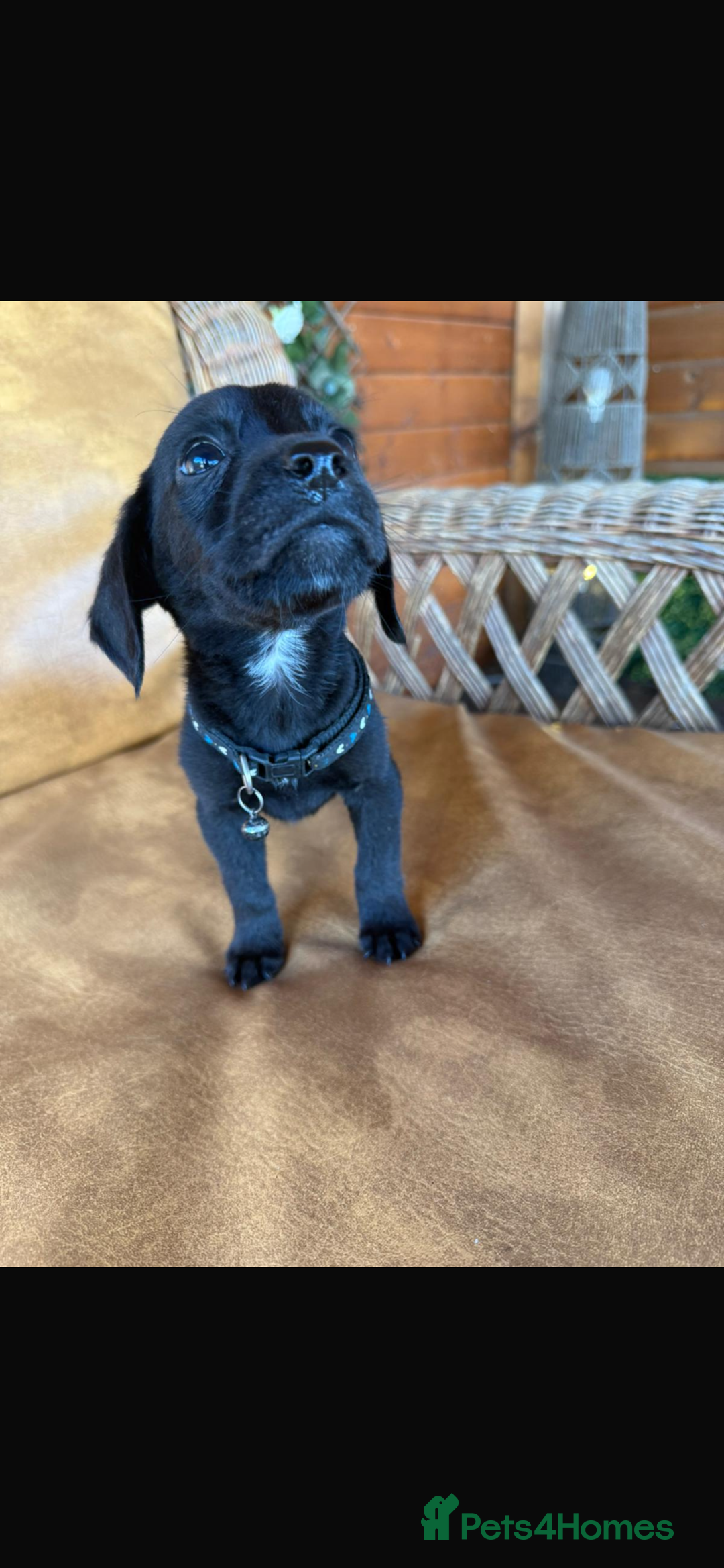 Mixed Breed dogs for sale: 7 playful beagledoor pups - Image 2