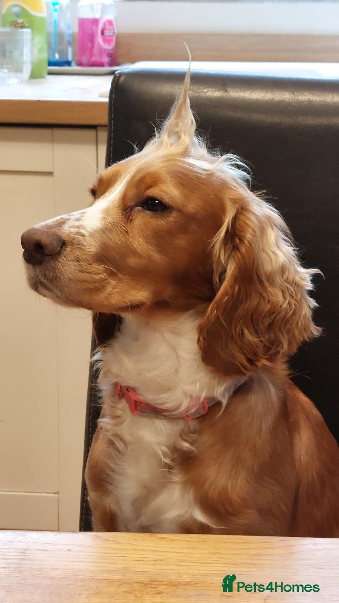 Cocker Spaniel dogs 2yr old Cocker Spaniel  - Advert 6