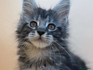 Maine Coon cats Maine Coons with Tests, Papers, Vet Checks & Vacc. - Advert 6