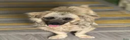 Mixed Breed dogs for adoption: Beautiful Josh looking for love! - Advert 7