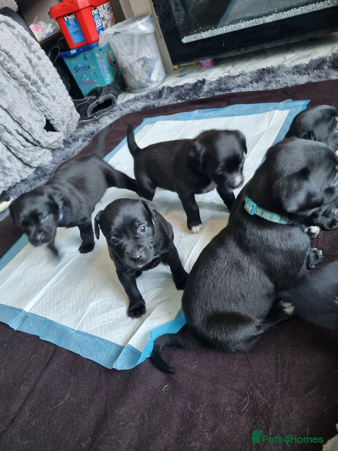 Mixed Breed dogs for sale: 3 xx Stunning Girls Left Staffador Puppies  - Advert 1