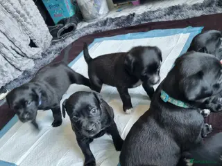 Mixed Breed dogs Staffador Puppies - Advert 2