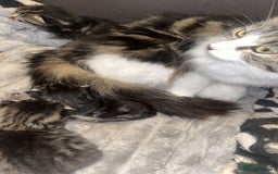 Mixed Breed cats for sale: FOR SALE!! cats and kittens x - Image 20