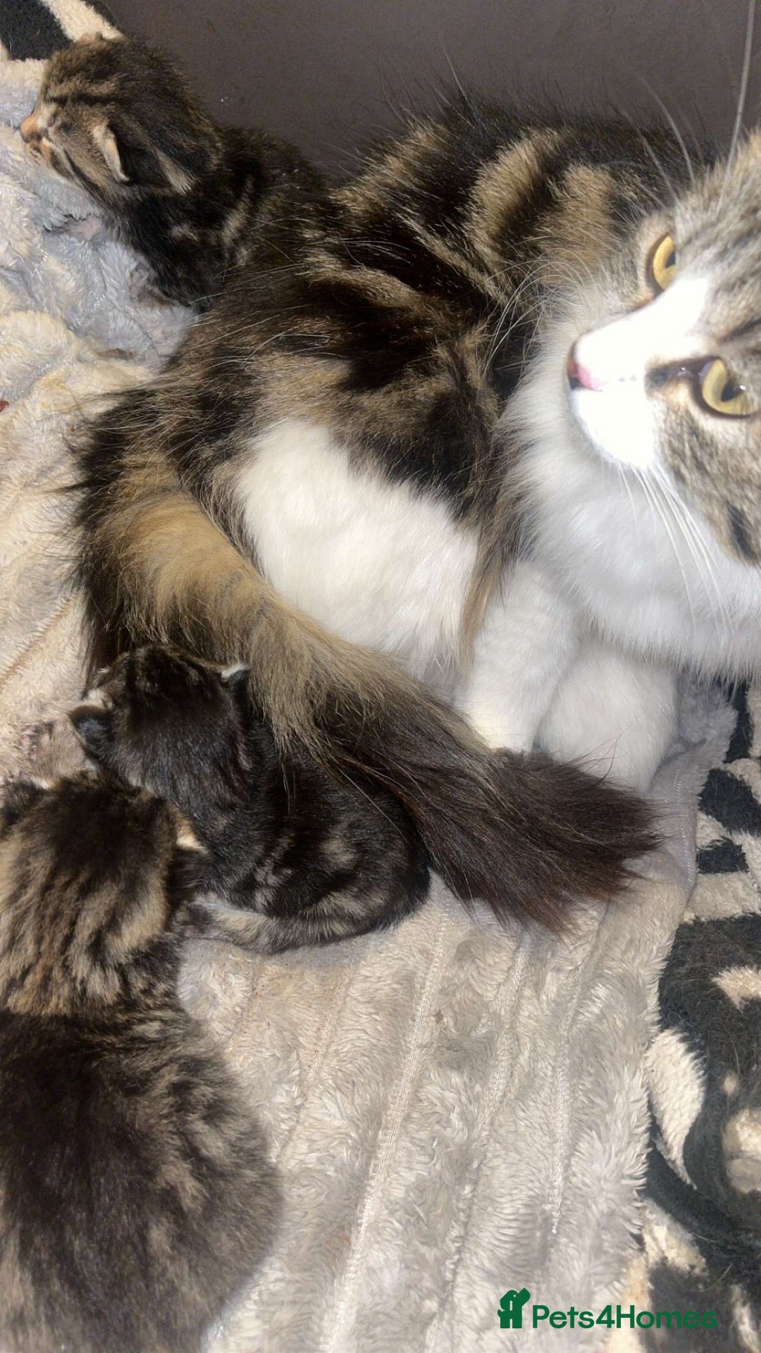 Mixed Breed cats for sale: FOR SALE!! cats and kittens x - Image 20