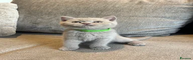 Green collar boy