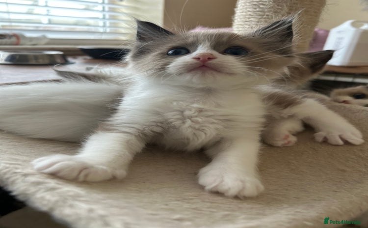 Ragdoll cats - Advert 16