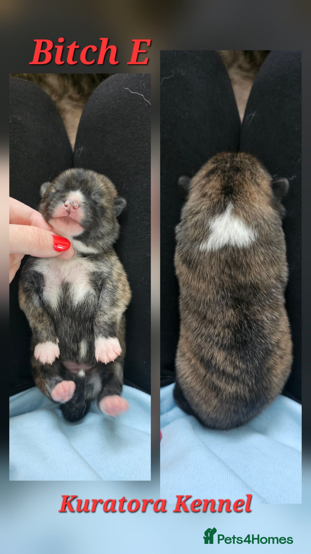 Japanese Akita Inu dogs for sale: Pure Breed Jepanese akita INU - Advert 10