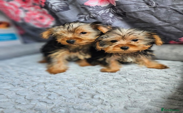 Yorkshire Terrier dogs - Advert 1