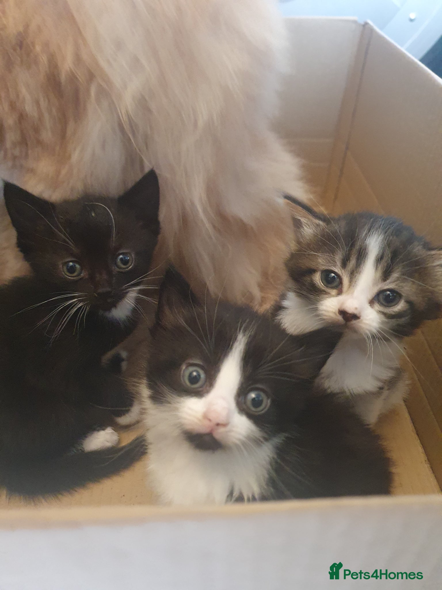British Shorthair cats 3 British shorthair kittens - Advert 1
