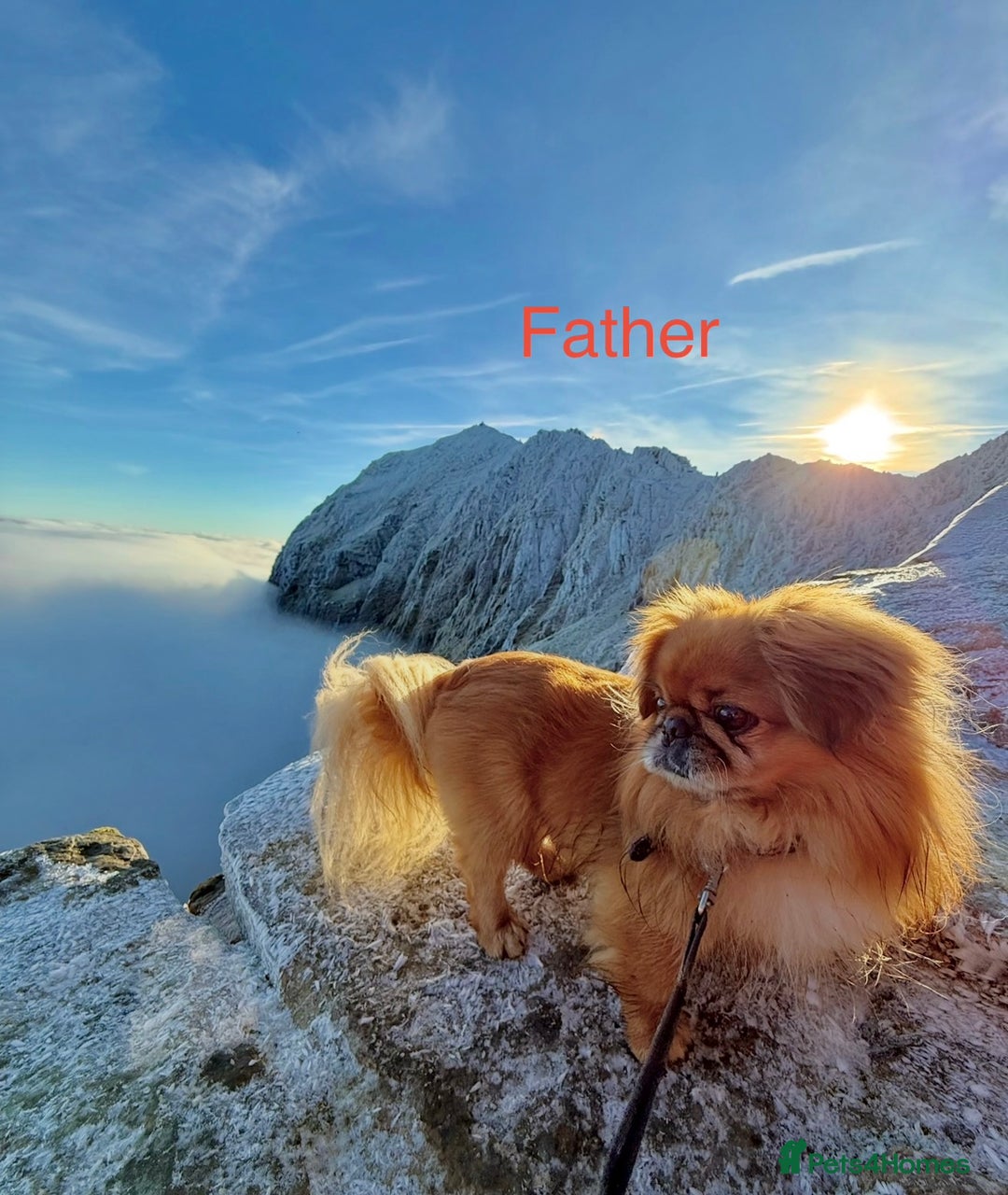 Pekingese dogs for sale: 🐾 Pekingese Puppies for Sale – 2 Girls & 1 Boy 🐾 - Advert 24