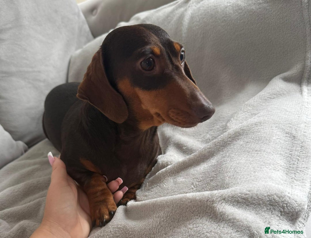Miniature Dachshund dogs for sale: Beautiful lulu miniature dachshund  - Image 23