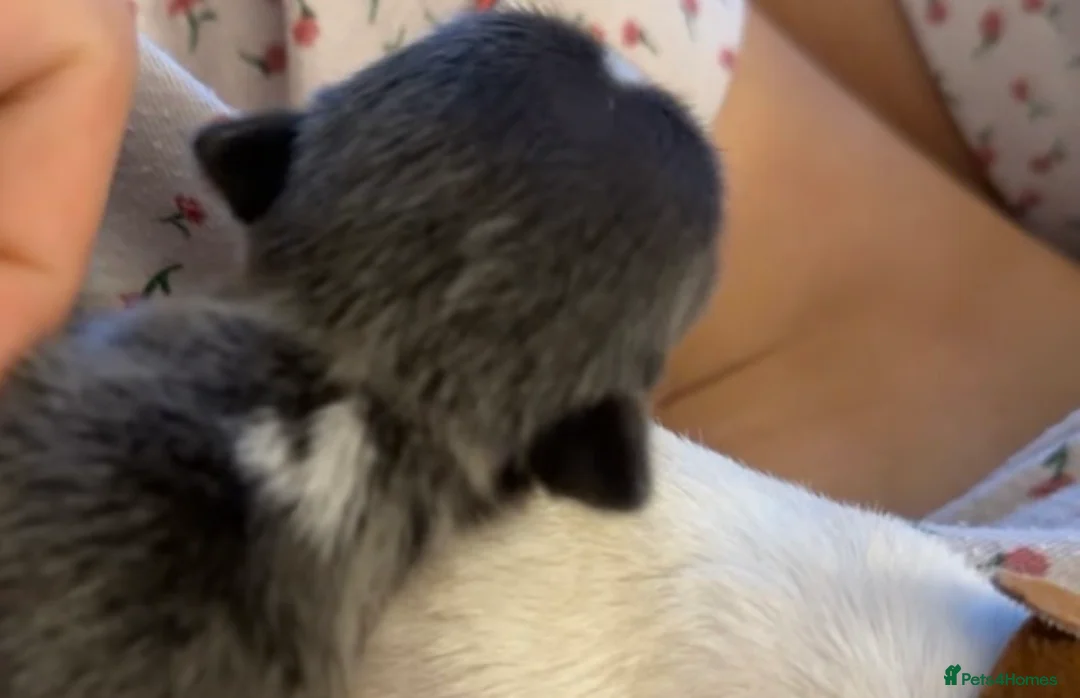 Chihuahua dogs for sale: 6 Beautiful Chihuahuas! - Advert 17