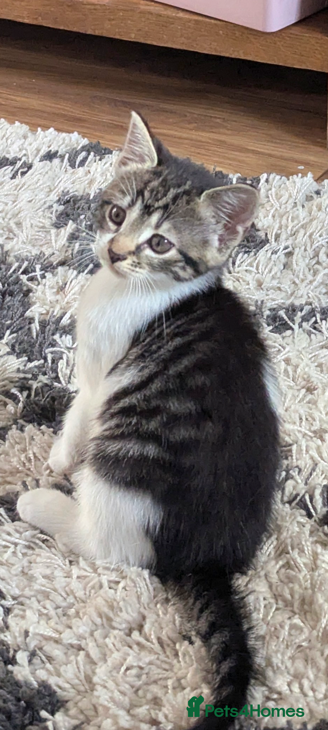 British Shorthair cats for sale: 2 beautiful white and tabby kittens  - Image 3
