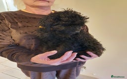 Cockapoo dogs for sale: 🐾 REDUCED Gorgeous Cockapoo Puppies Ready now 🐾  - Image 6