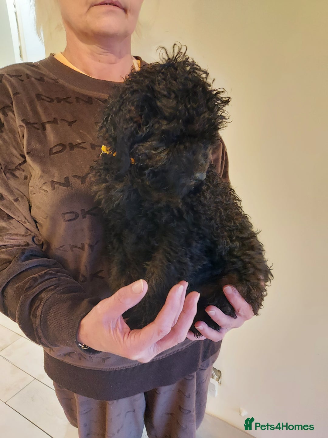 Cockapoo dogs for sale: 🐾 REDUCED Gorgeous Cockapoo Puppies Ready now 🐾  - Image 6