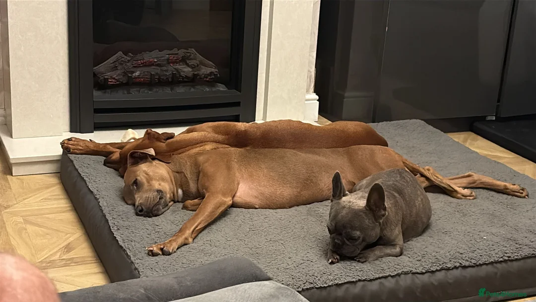 Mixed Breed dogs for sale: Doberman and Doberman x staffy  - Advert 6