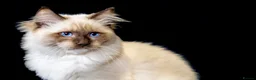 Ragdoll cats for sale: GCCF ACTIVE STUD - Advert 7
