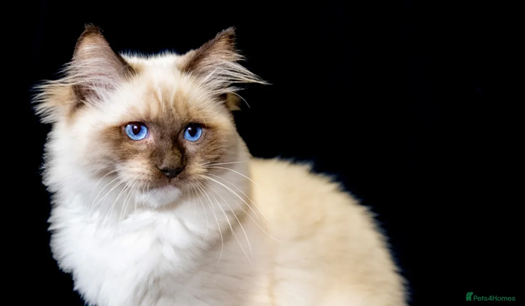 Ragdoll cats for sale: GCCF ACTIVE STUD - Advert 7