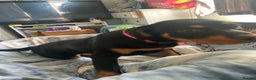Rottweiler dogs for sale: Miss  - Advert 1