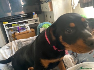 Rottweiler dogs Miss - Advert 1