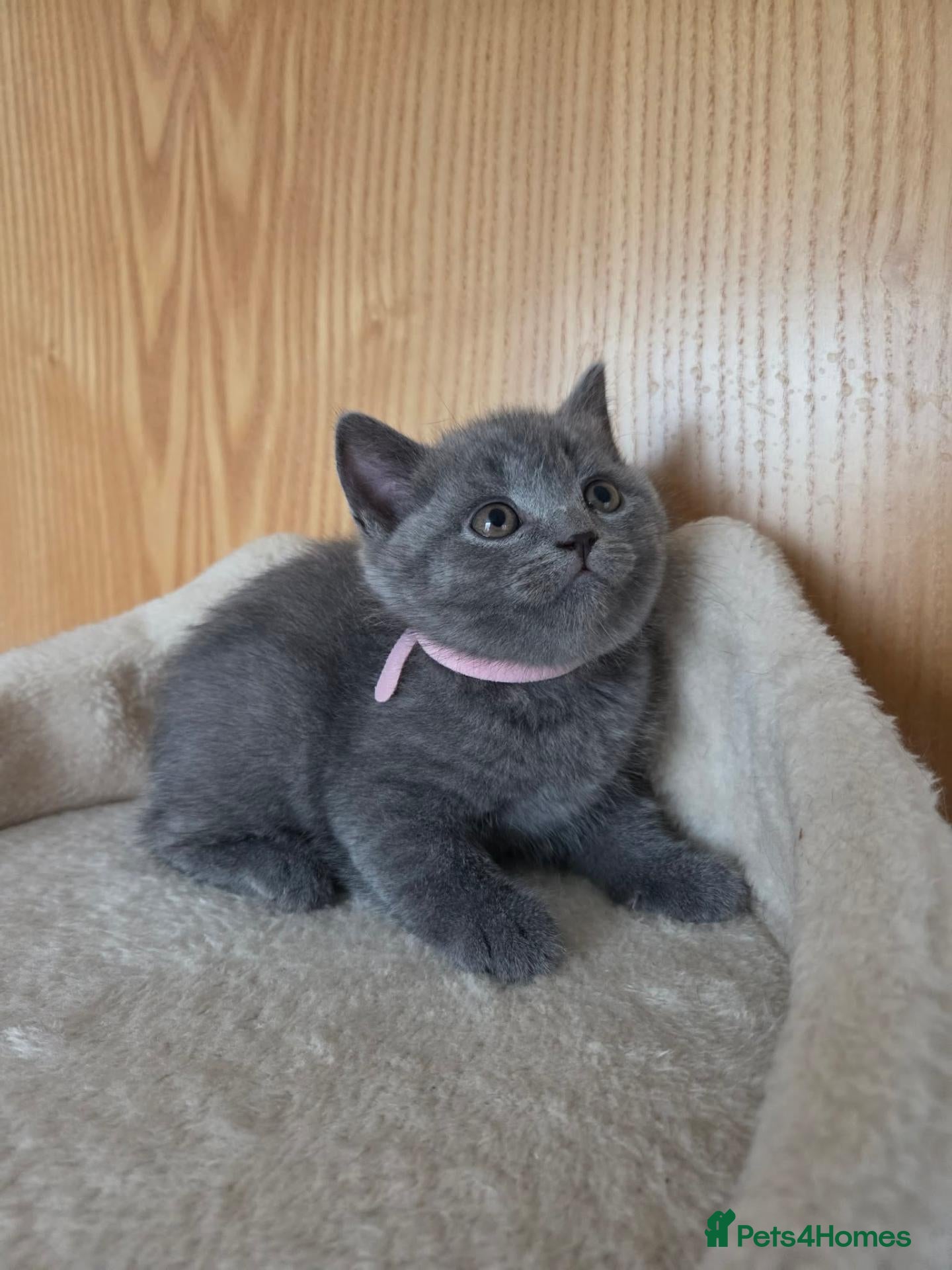 British Shorthair cats Beautiful British Shorthair - Advert 8
