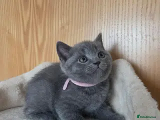 British Shorthair cats Beautiful British Shorthair - Advert 8